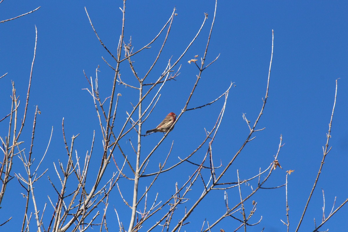 House Finch - ML646481470