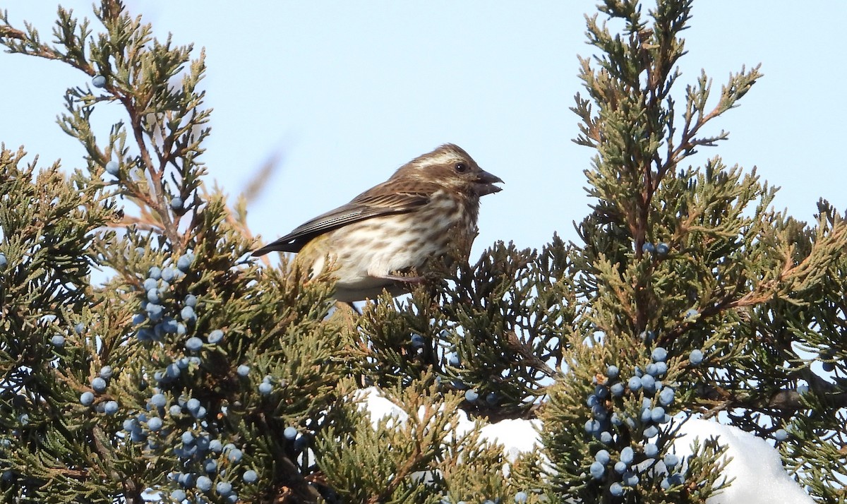 purpurfink - ML646481471