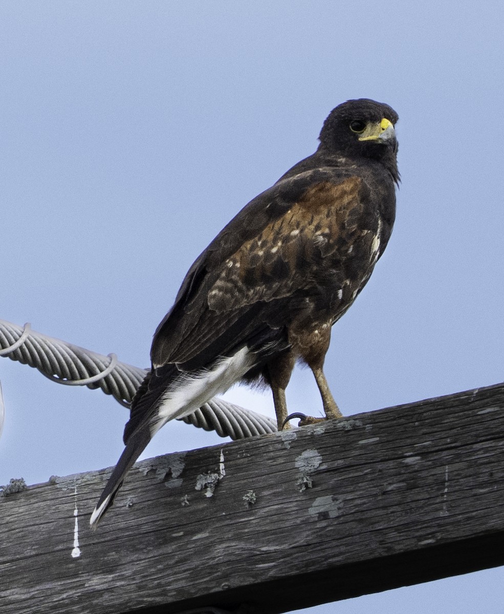 Harris's Hawk - ML646481472