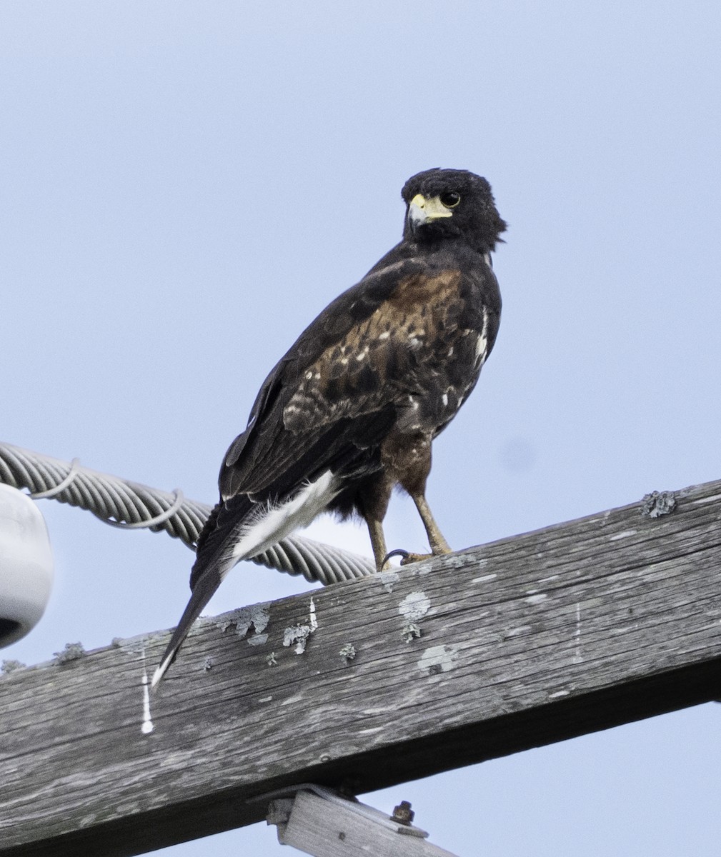 Harris's Hawk - ML646481473