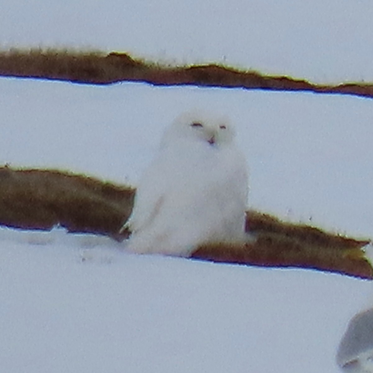 Snowy Owl - ML646481474