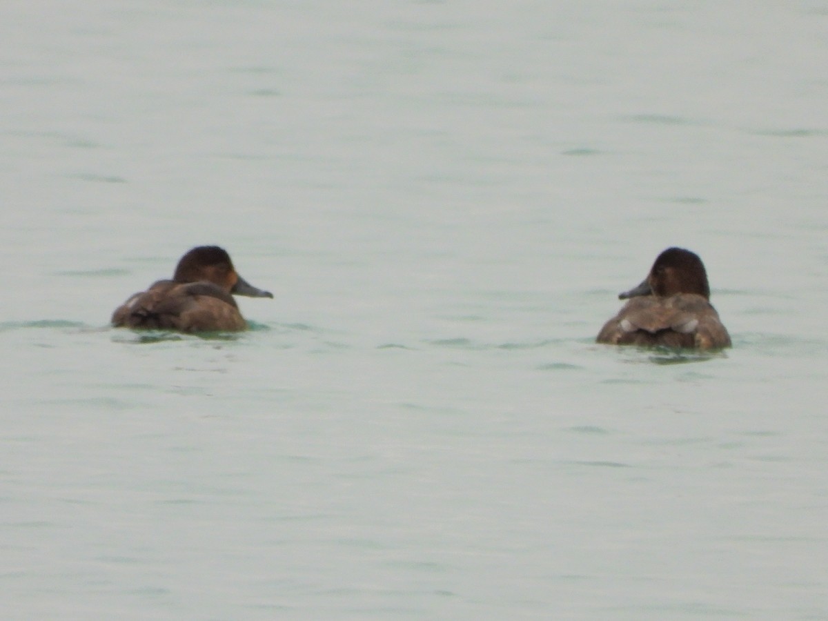 Redhead - ML646481476