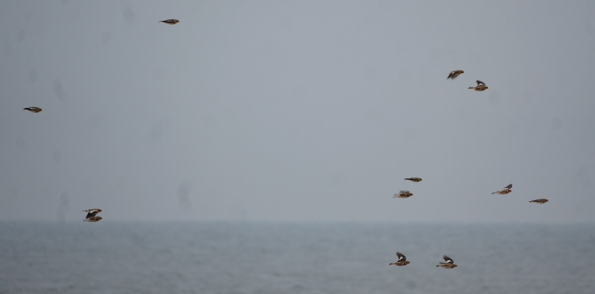 גיבתון שלג - ML646481477