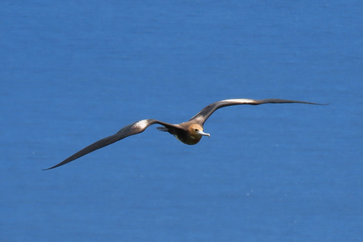 Christmaseko fragata - ML646481479