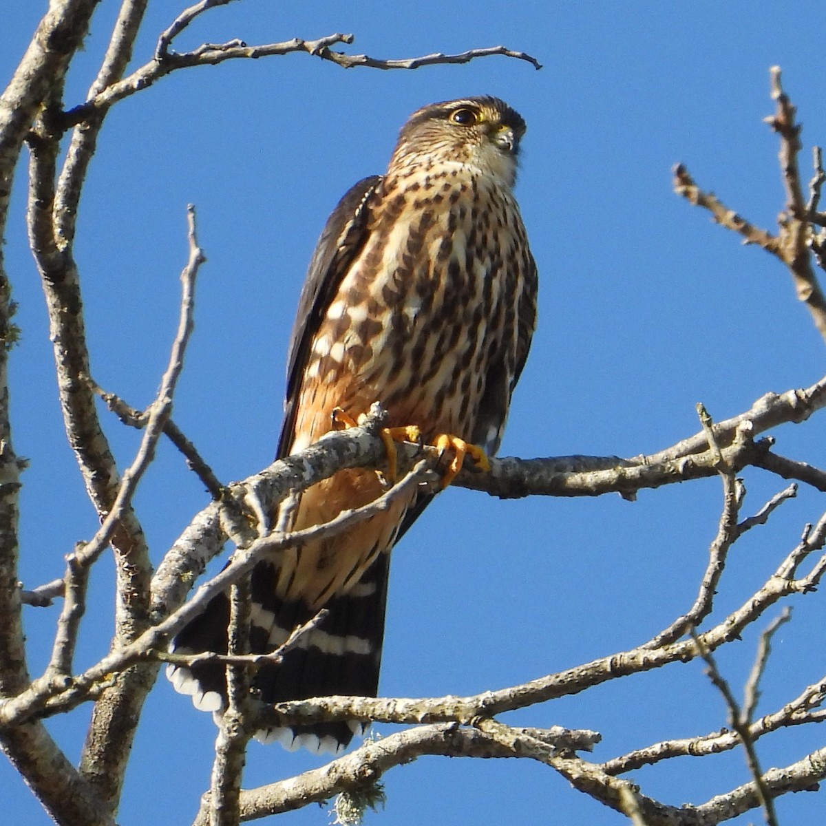 Merlin - ML646481480