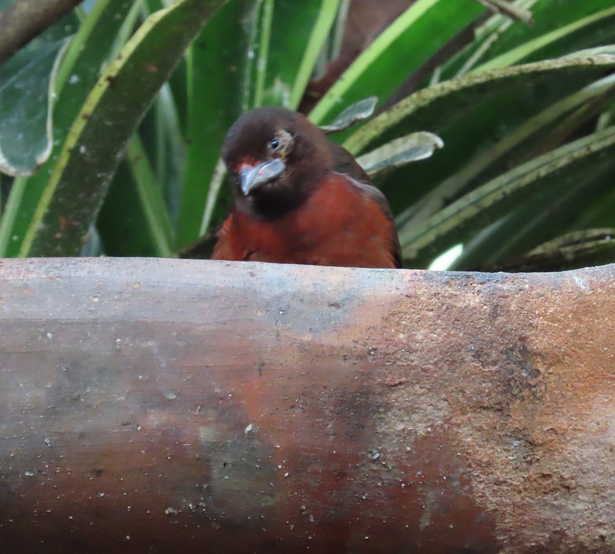 Silver-beaked Tanager - ML646481481