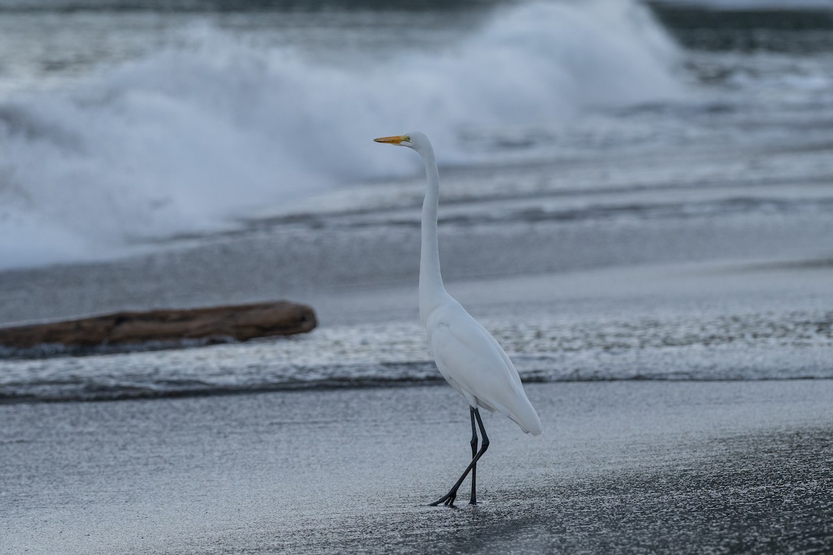 Great Egret - ML646481482