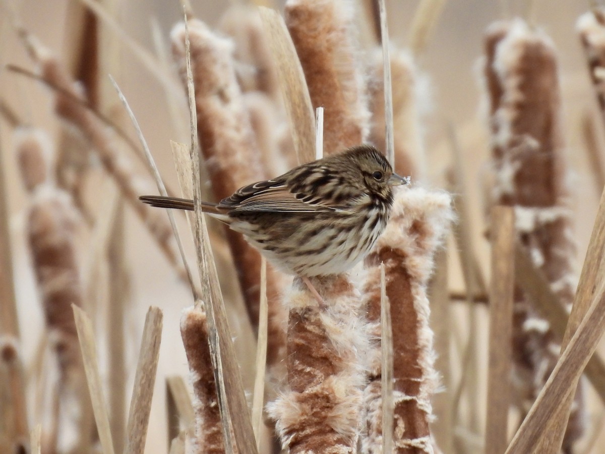 Song Sparrow - ML646481483