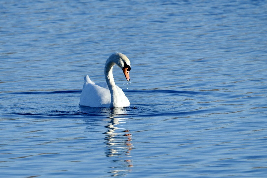 Лебідь-шипун - ML646481484