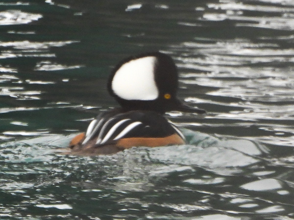 Hooded Merganser - ML646481488