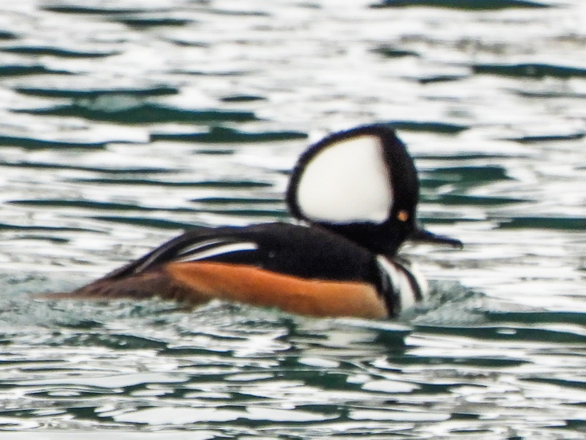 Hooded Merganser - ML646481489