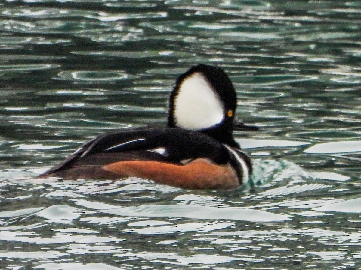 Hooded Merganser - ML646481490