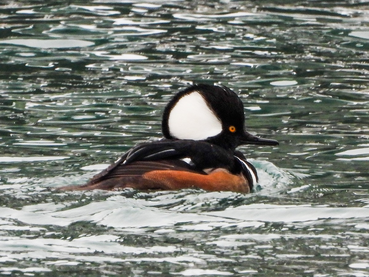 Hooded Merganser - ML646481491