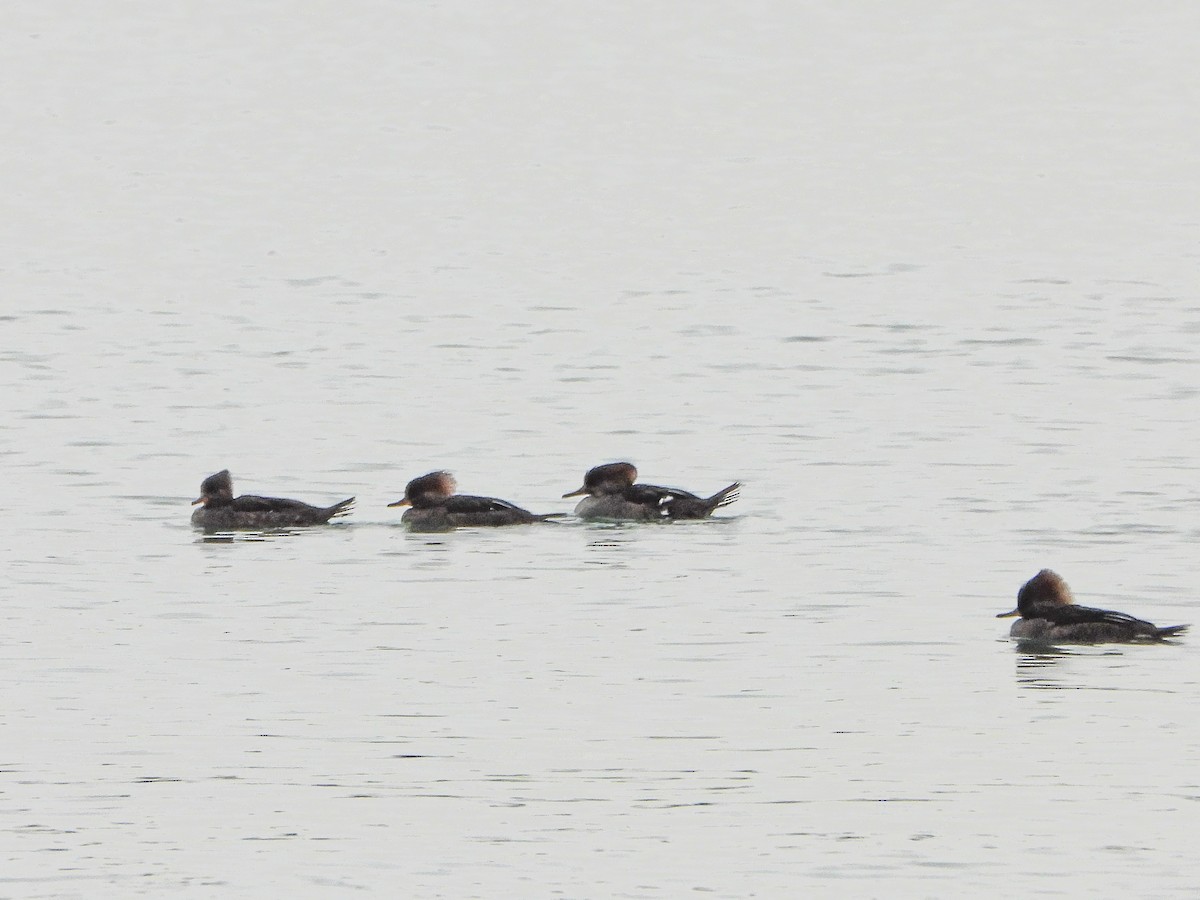 Hooded Merganser - ML646481492