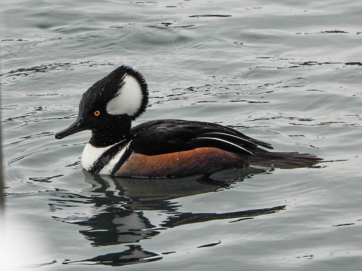 Hooded Merganser - ML646481493