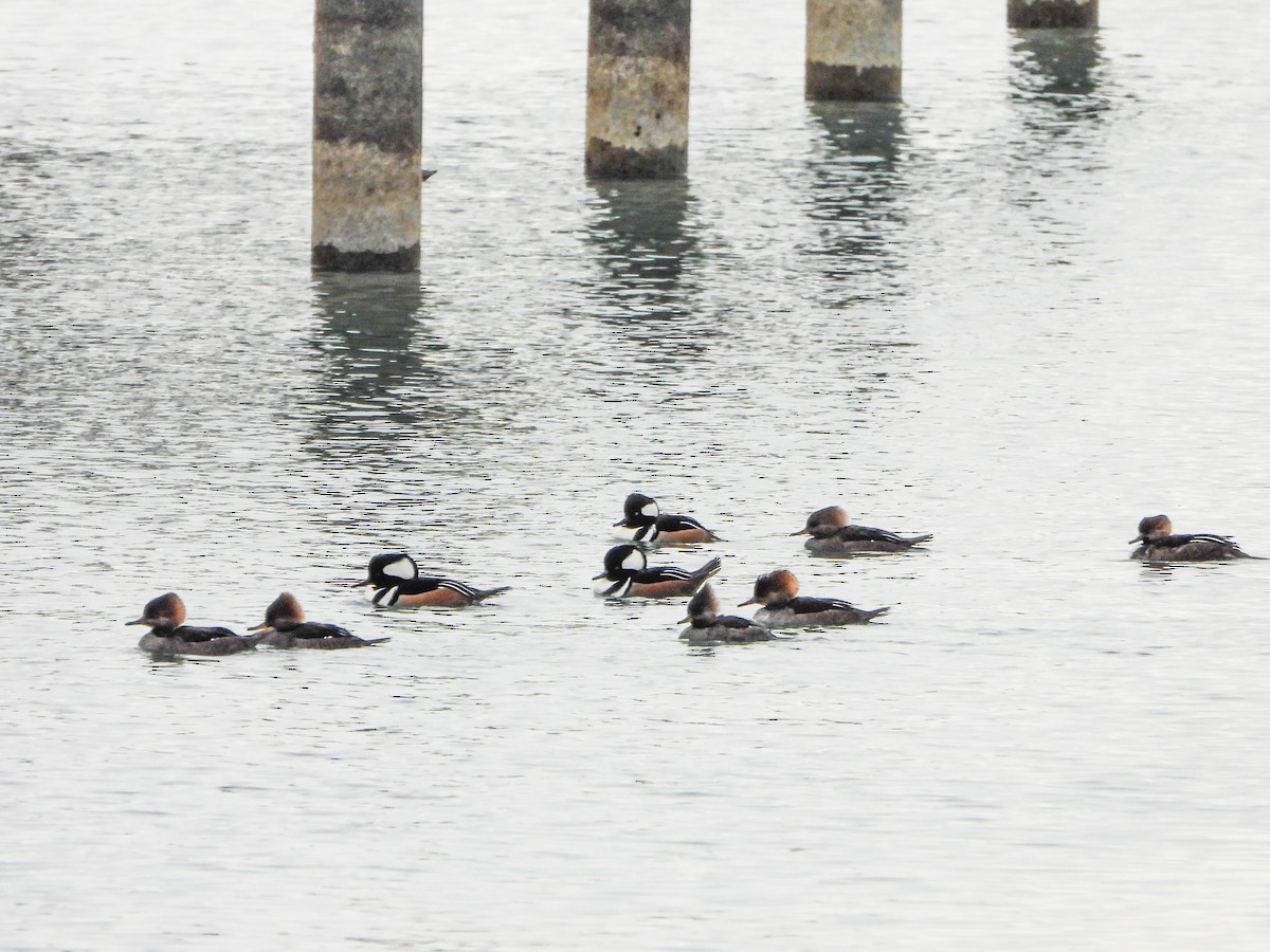 Hooded Merganser - ML646481494