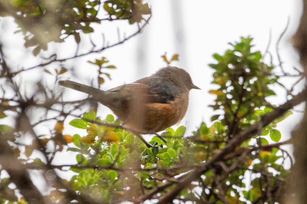 Rufous-browed Conebill - ML646481495