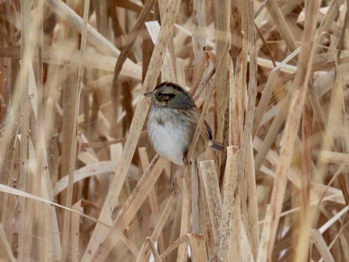 Swamp Sparrow - ML646481496