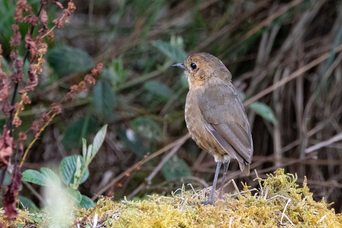 Boyaca Antpitta - ML646481497