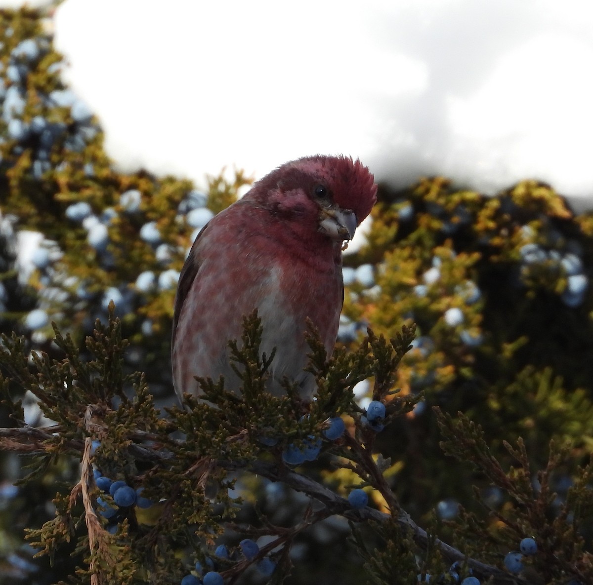 purpurfink - ML646481498