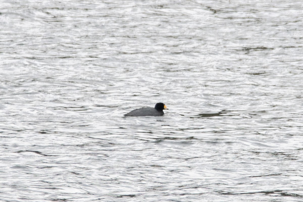 American Coot - ML646481499