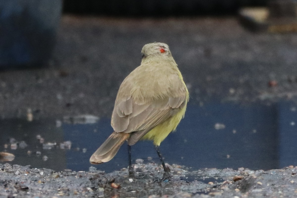 Sığır Tiranı - ML646481500