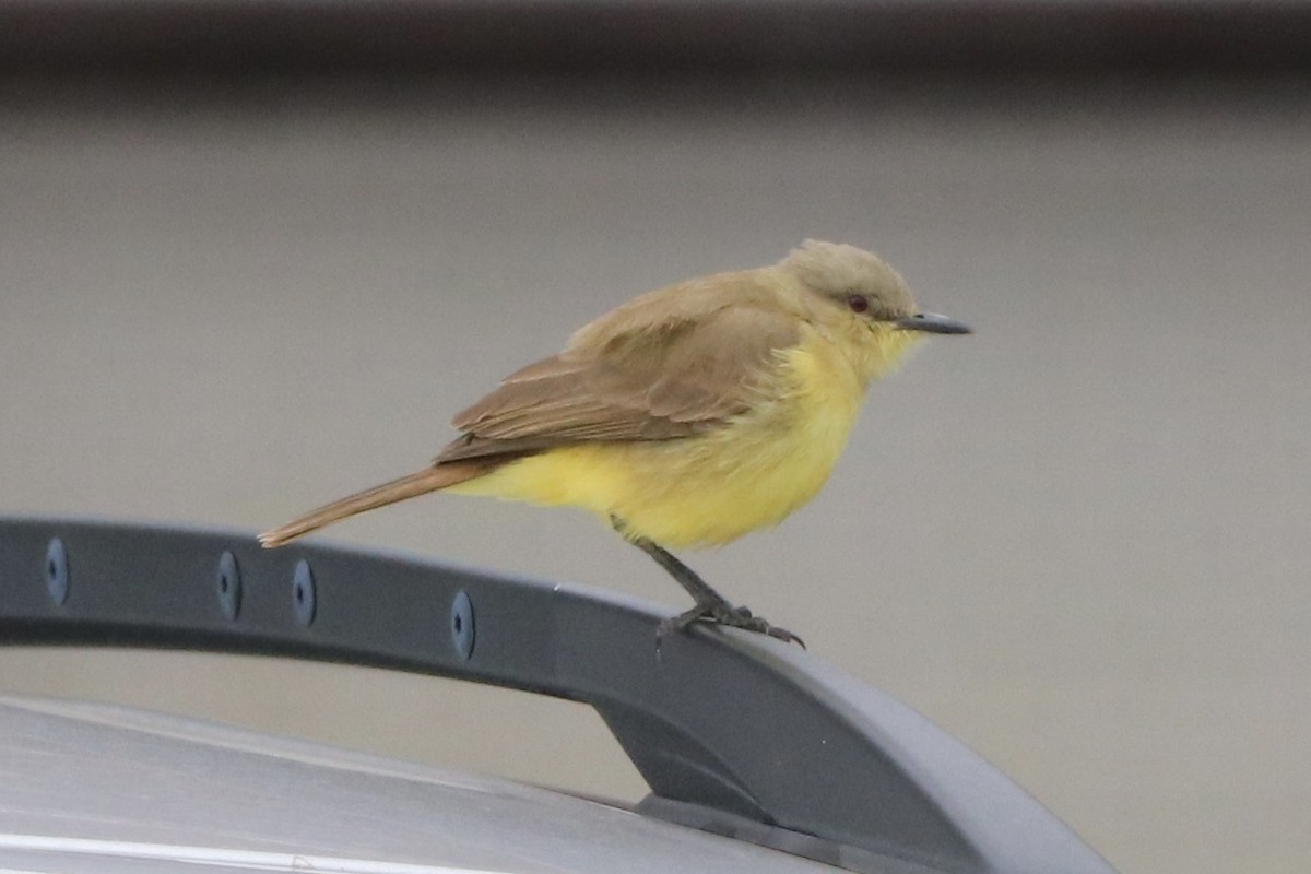 Sığır Tiranı - ML646481501