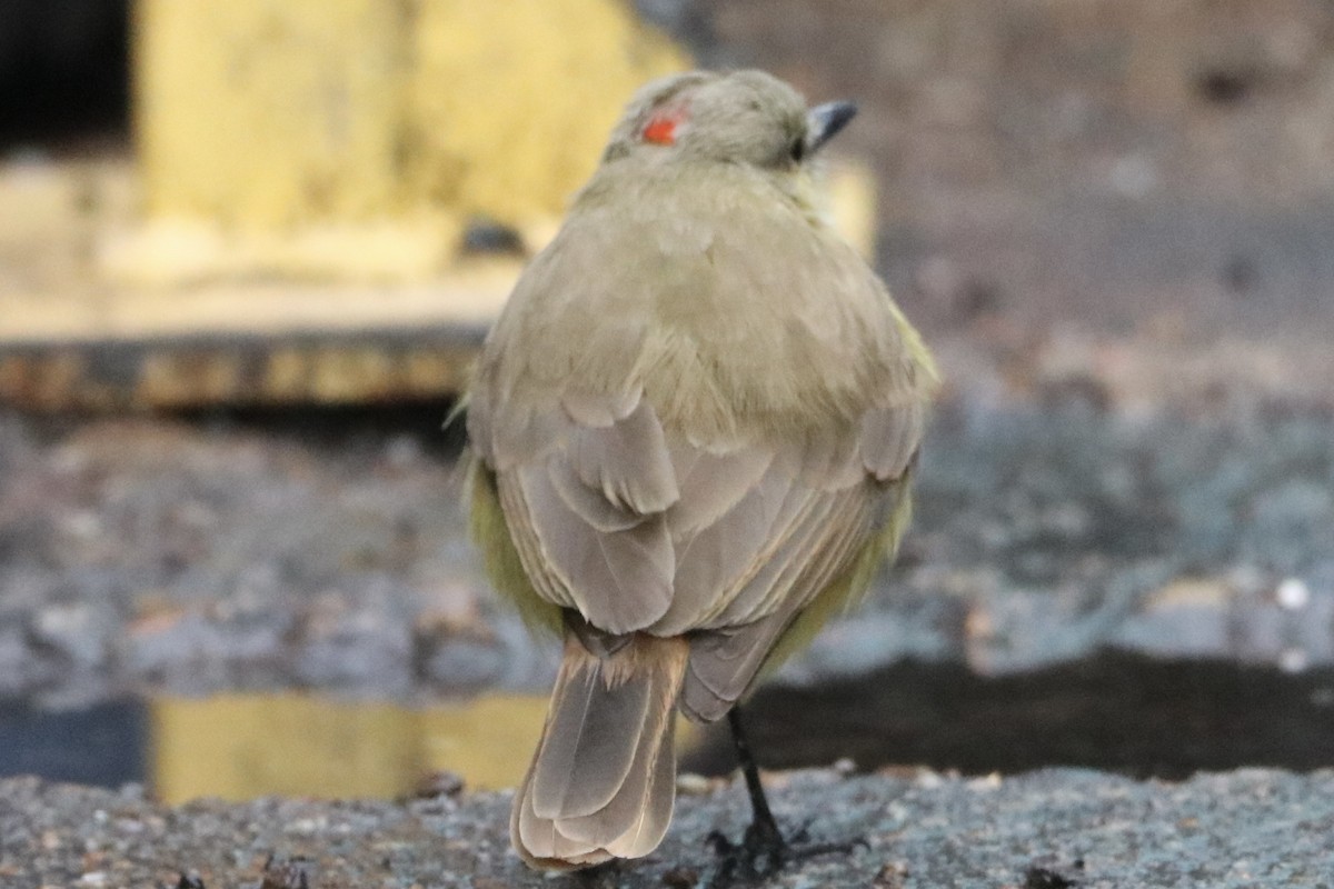 Sığır Tiranı - ML646481502