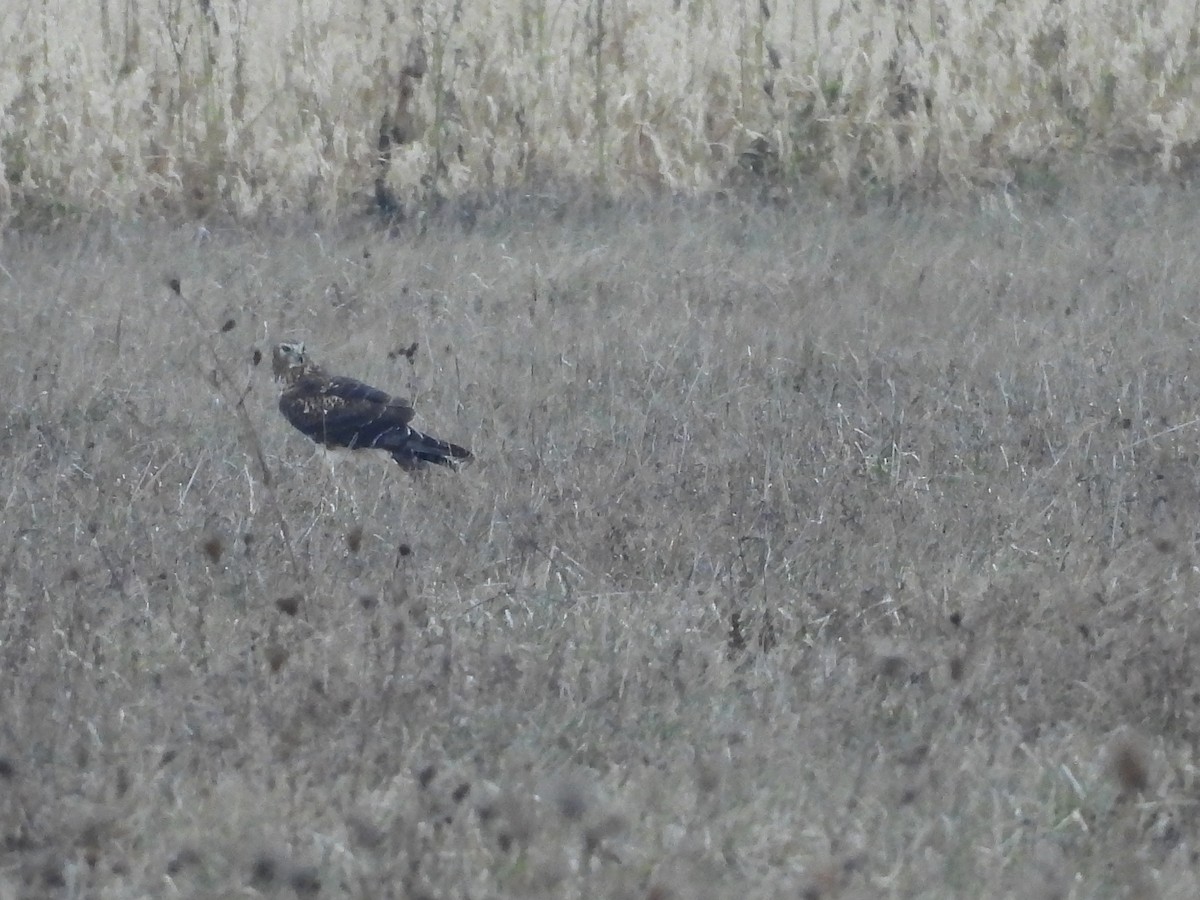 Northern Harrier - ML646481504