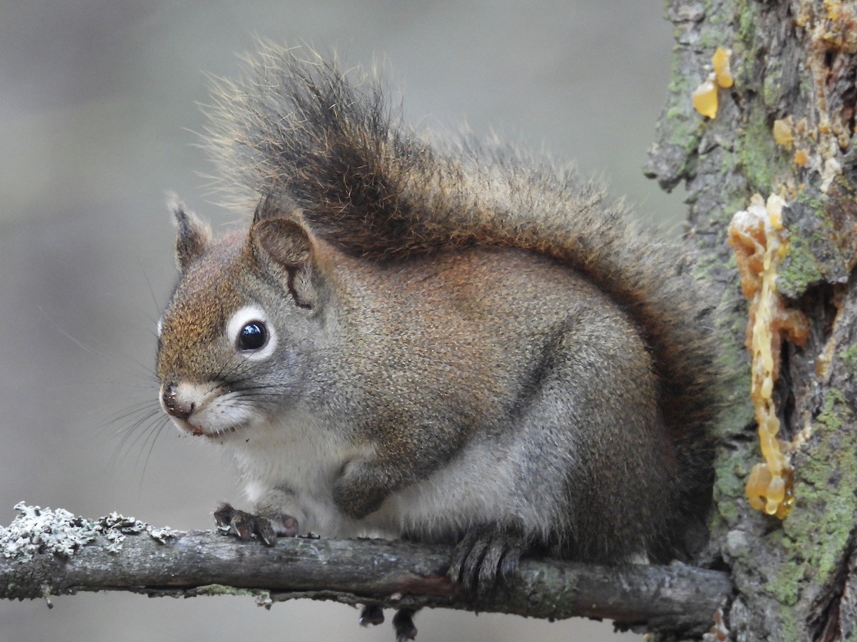 Mammals - ML646481505