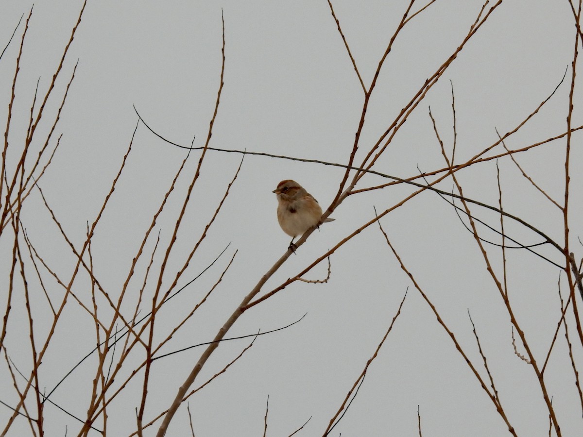 American Tree Sparrow - ML646481507