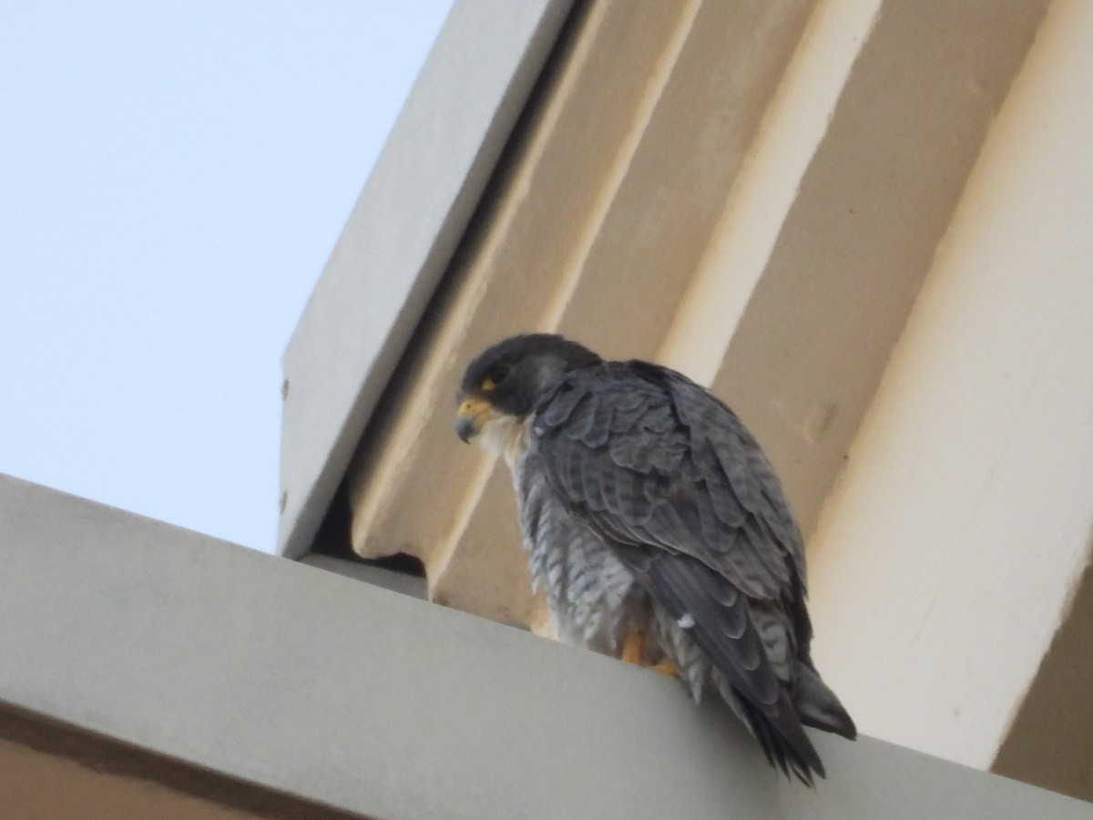 Gökdoğan - ML646481508