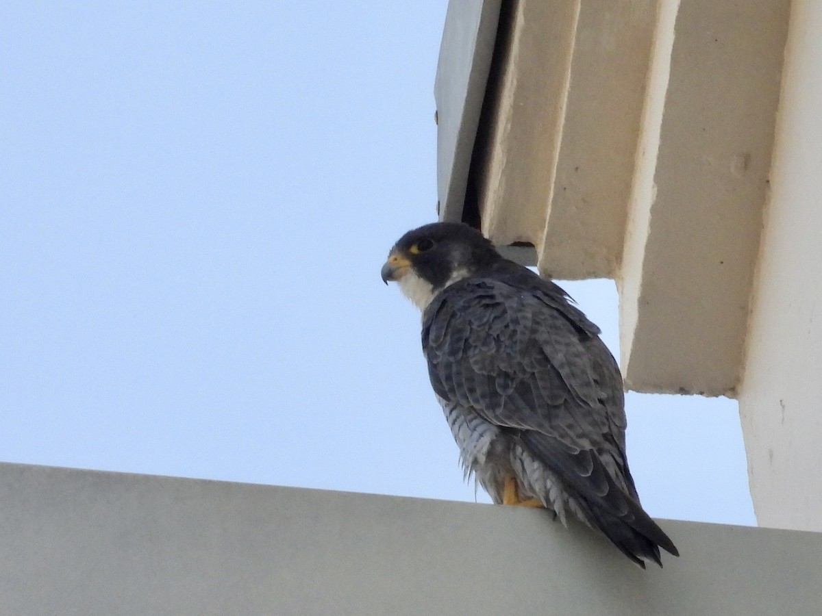 Gökdoğan - ML646481509