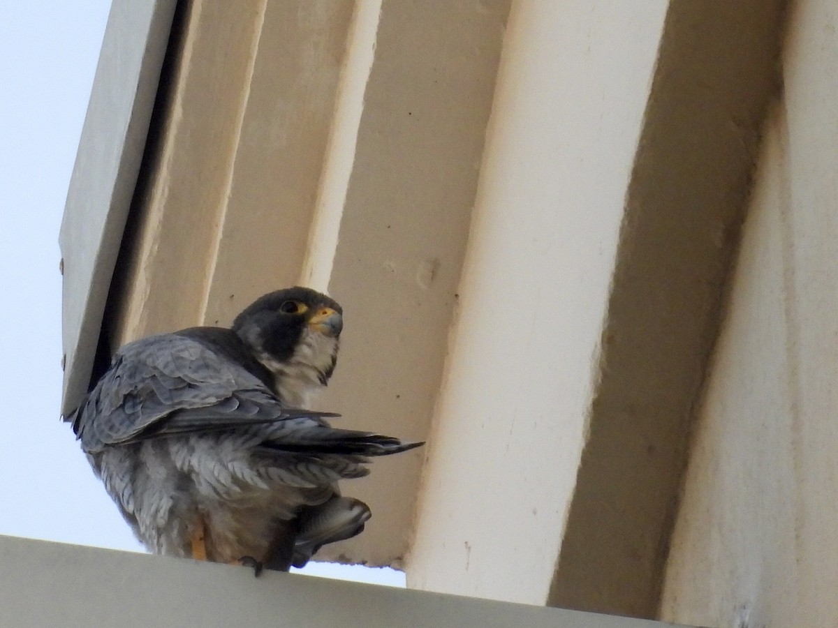 Gökdoğan - ML646481510