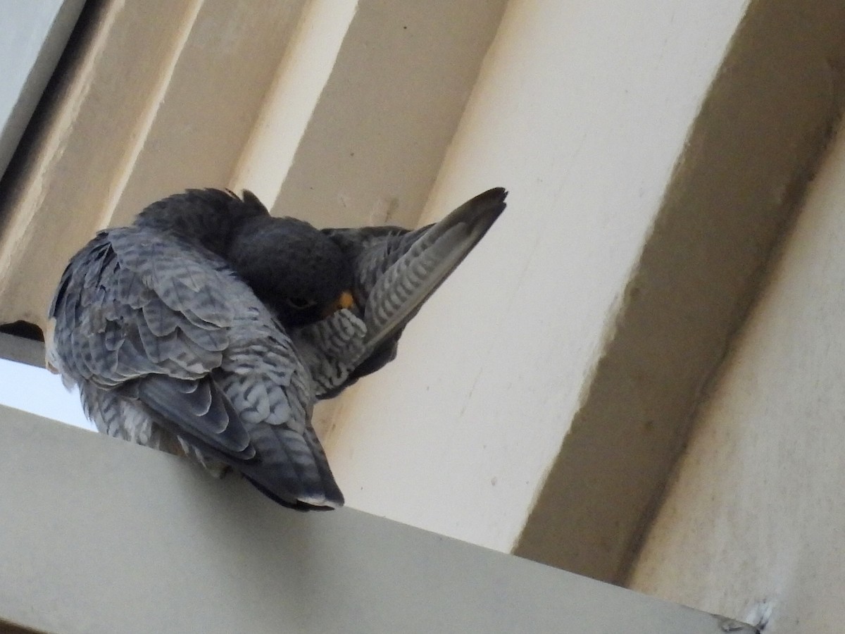 Gökdoğan - ML646481512