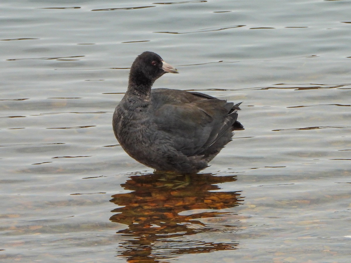 American Coot - ML646481515