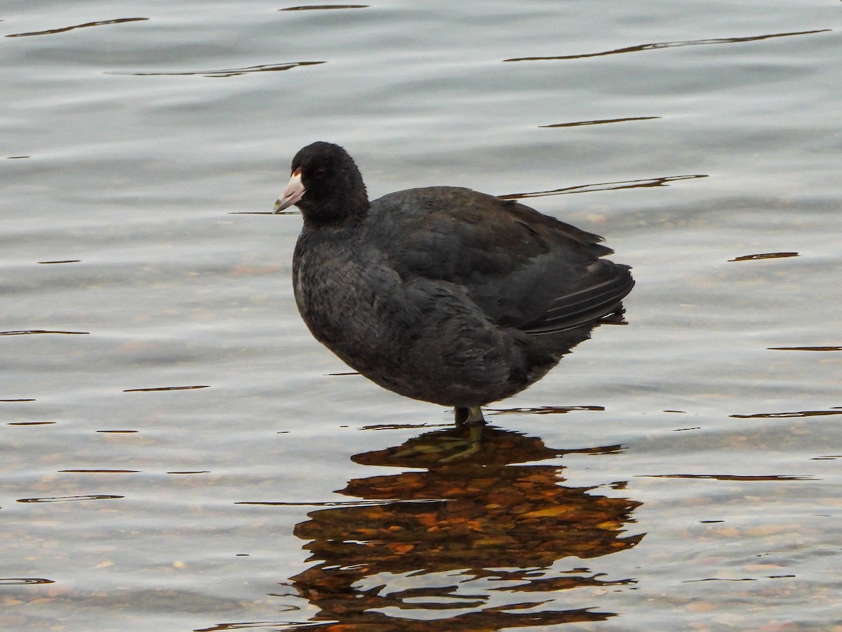 American Coot - ML646481516