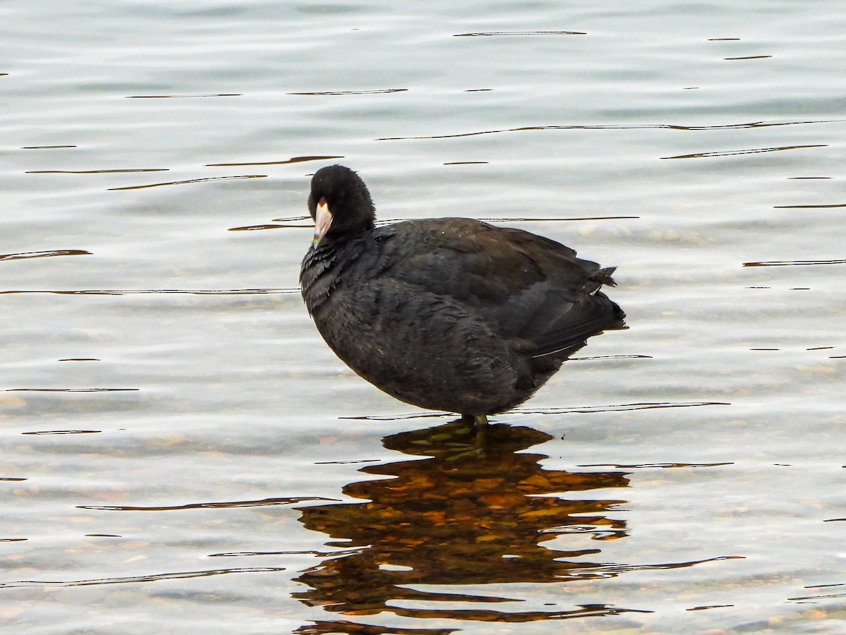 American Coot - ML646481517
