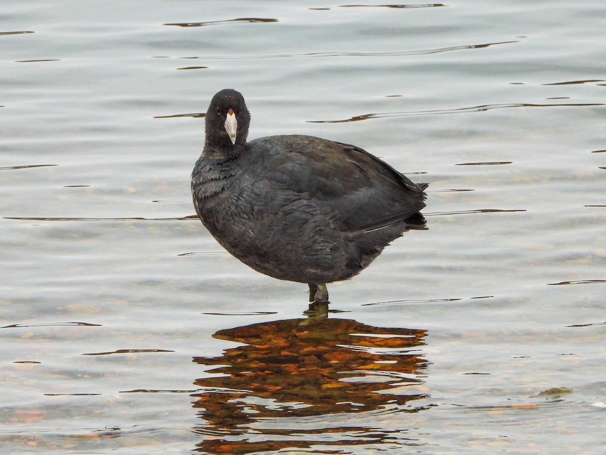American Coot - ML646481518
