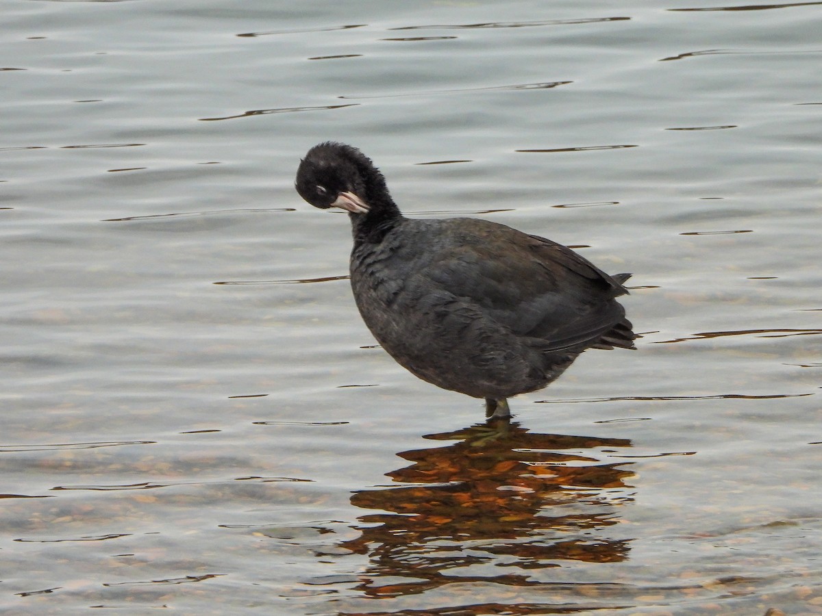American Coot - ML646481519