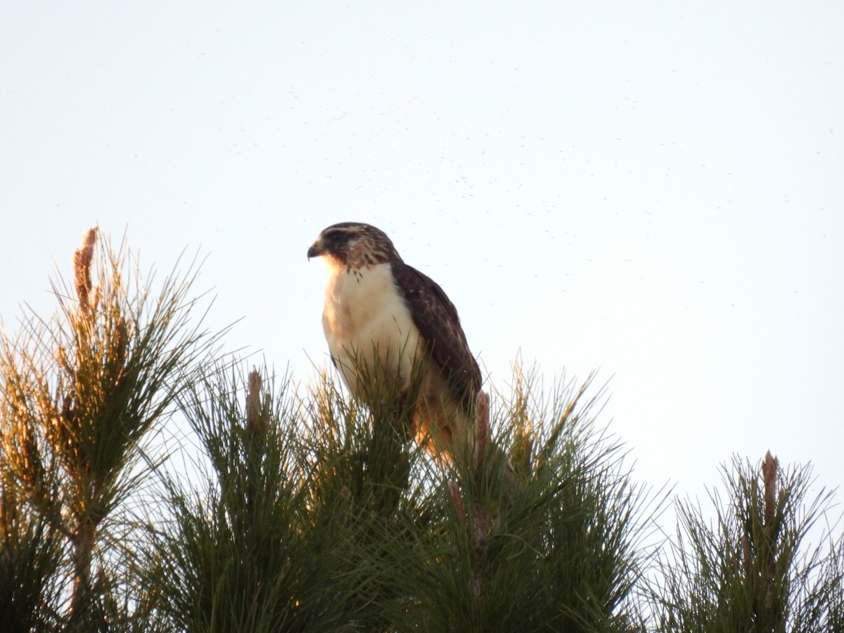 Short-tailed Hawk - ML646481520