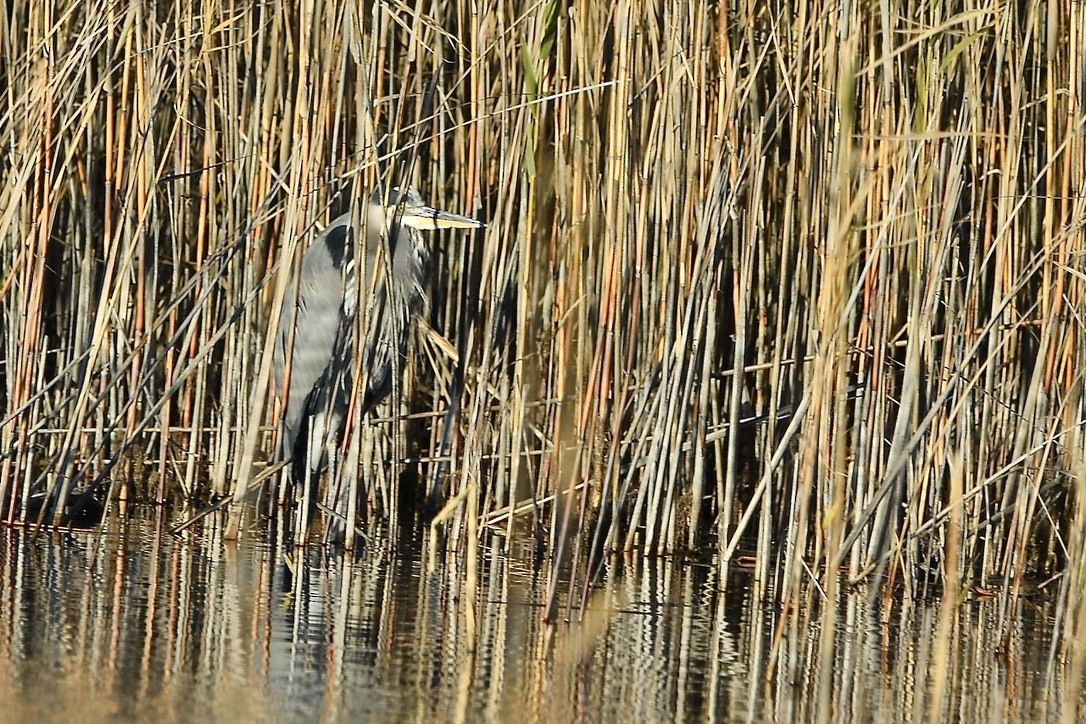 Great Blue Heron - ML646481522