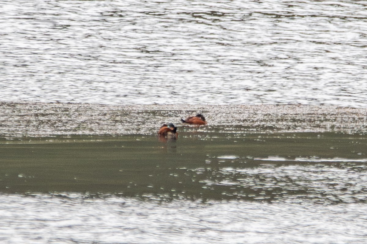 Andean Duck - ML646481525