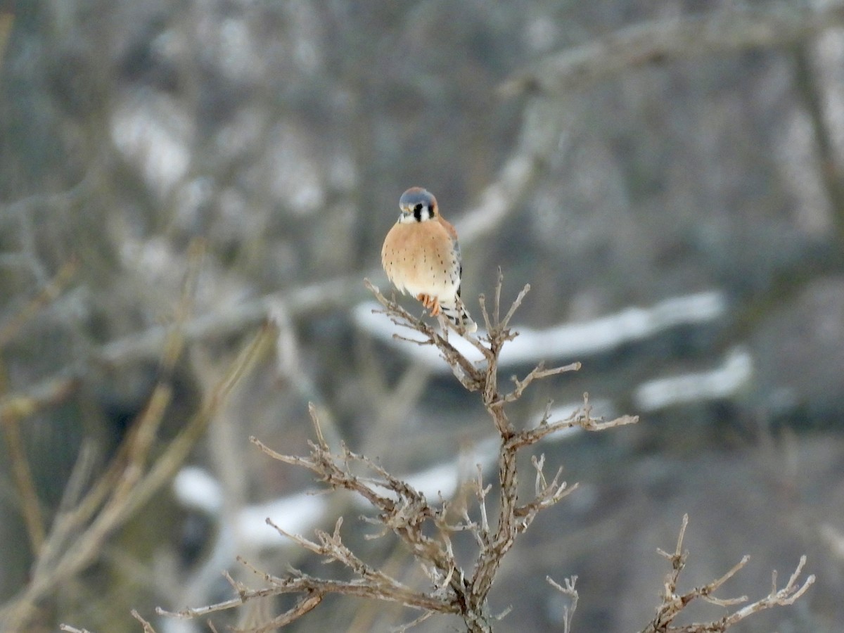 American Kestrel - ML646481526