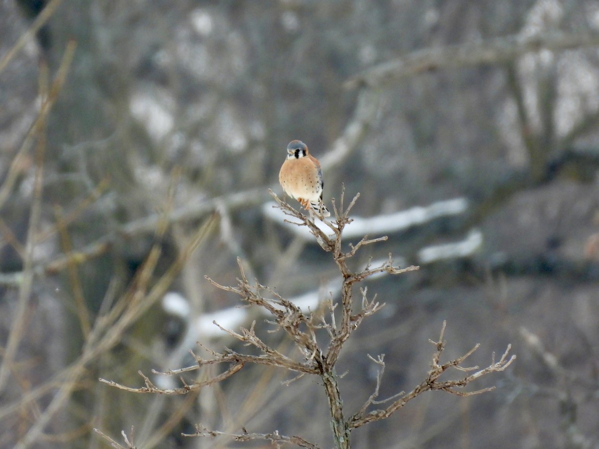 American Kestrel - ML646481527