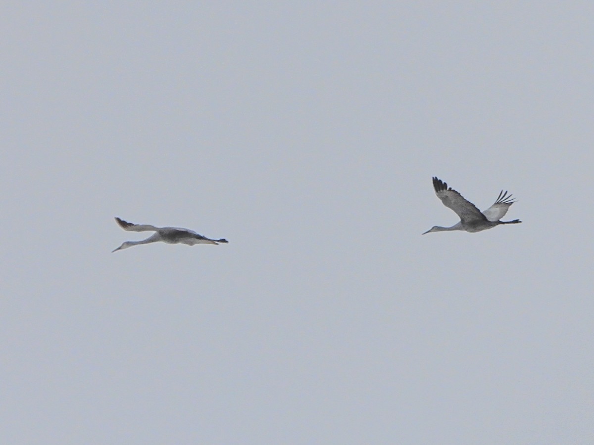 Sandhill Crane - ML646481528