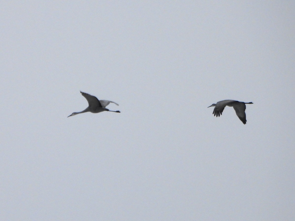 Sandhill Crane - ML646481529