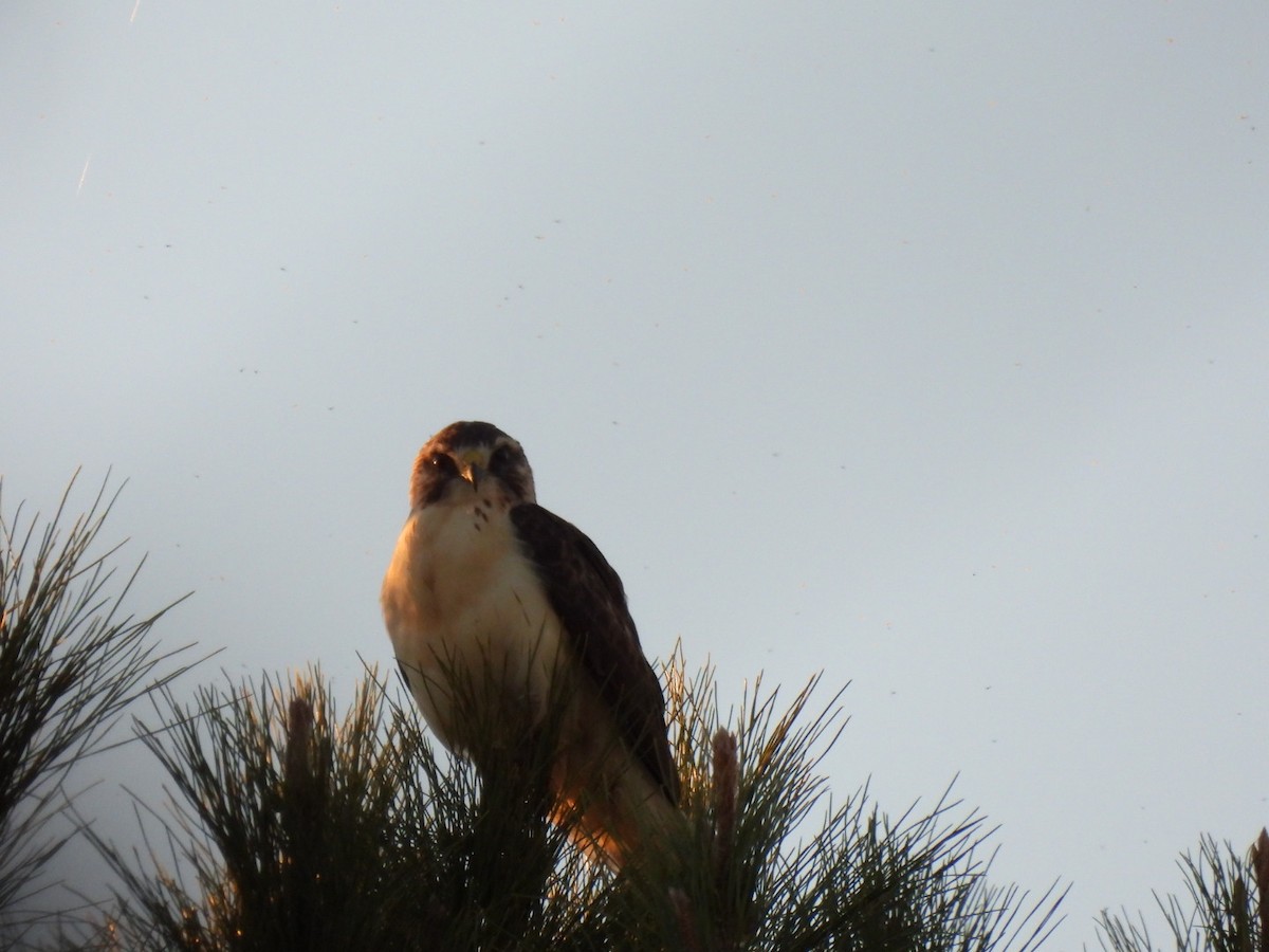 Short-tailed Hawk - ML646481531