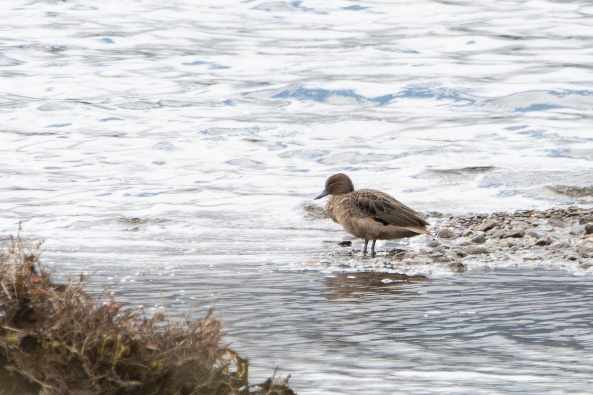 Andean Teal - ML646481535