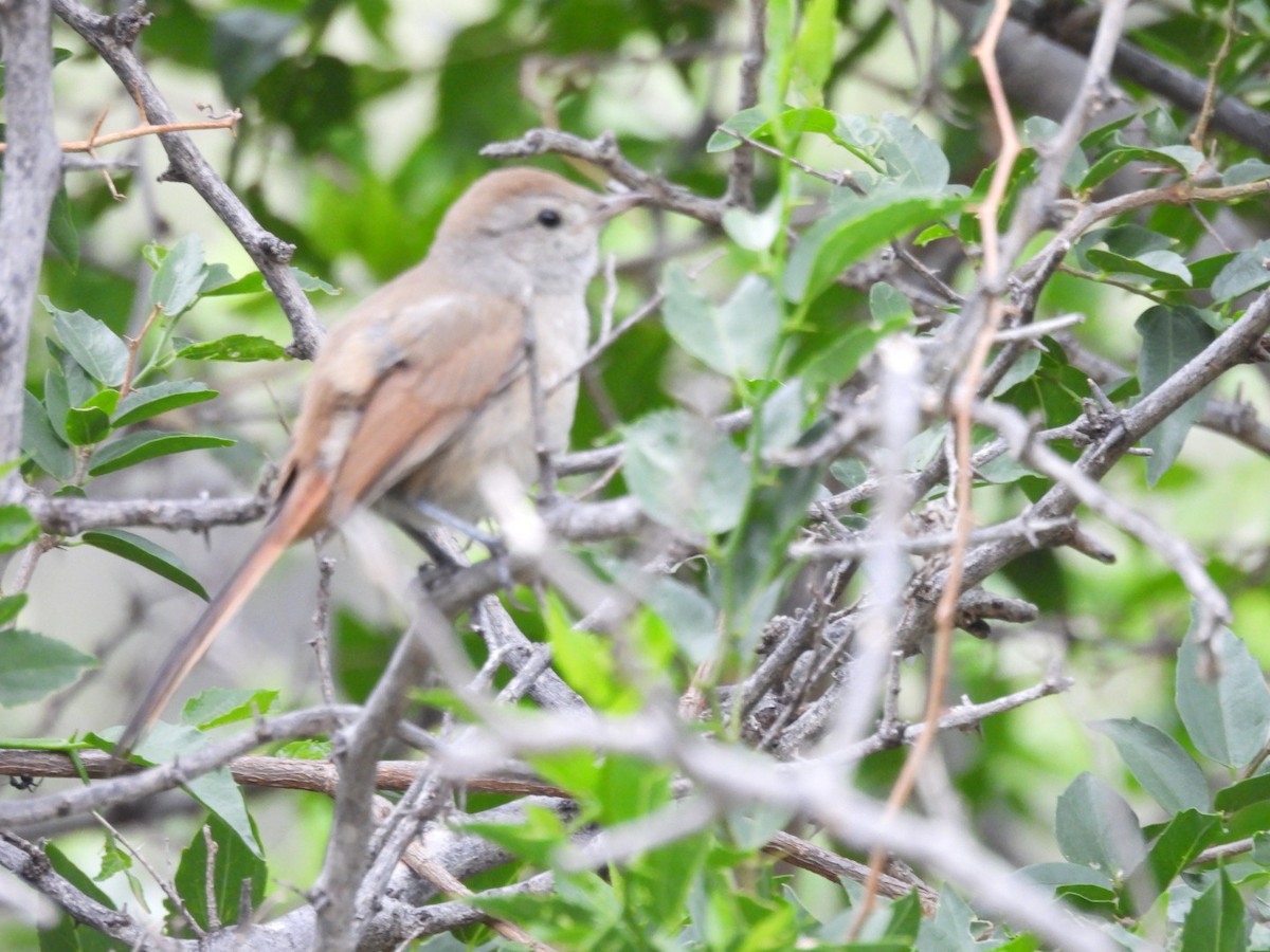 Short-billed Canastero - ML646481536